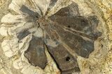 Petrified Wood (Hermanophyton) Round - Colorado #299229-1